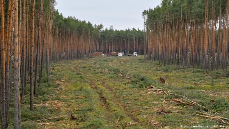 Tesla wins court approval to build Gigafactory by clearing forest in Germany
