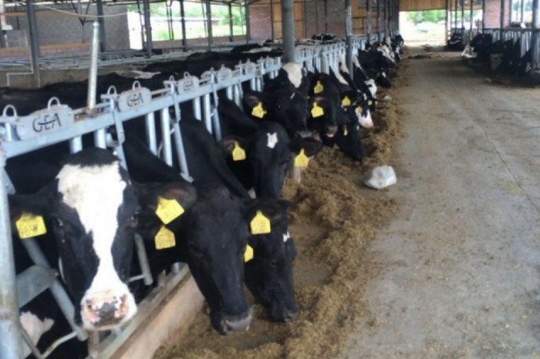 სიყვარულით ნაკეთები საქმე – ევროპული სტანდარტის ფერმა კუმისში