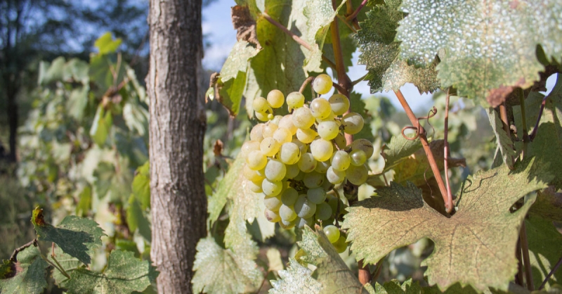 Top 10 Exporters Of Georgian Wine