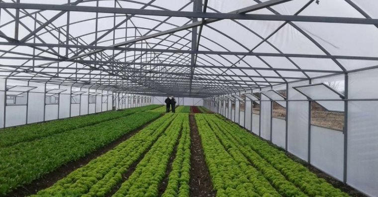 Grown In Georgia – იმერული მწვანე ბიზნესი