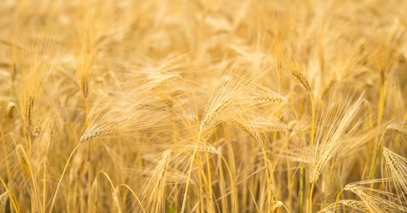 პურისა და ღვინის ქვეყანა