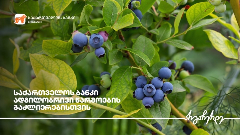 საქართველოს ბანკის  მხარდაჭერით ქობულეთში მოცვის პლანტაციები გაშენდა