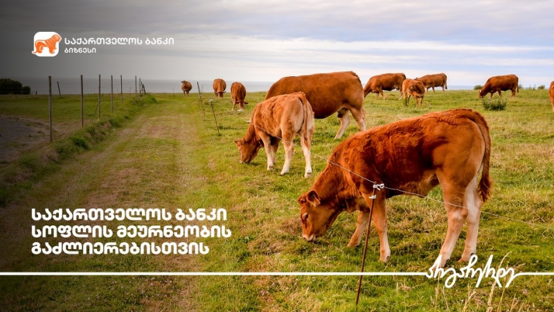 საქართველოს ბანკის მხარდაჭერით  სოფელ საჯავახოში ფერმა აშენდა