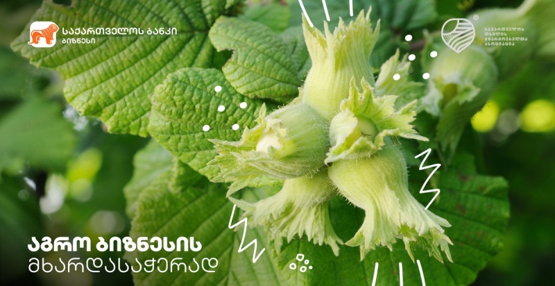 საქართველოს ბანკი თხილის მწარმოებელთა  ასოციაციასთან ერთად ახალ პროგრამას იწყებს