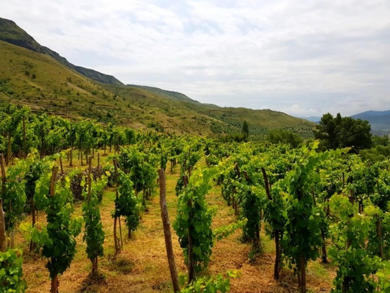 Forbes: ქართული ღვინის ექსპორტი ამერიკაში იზრდება