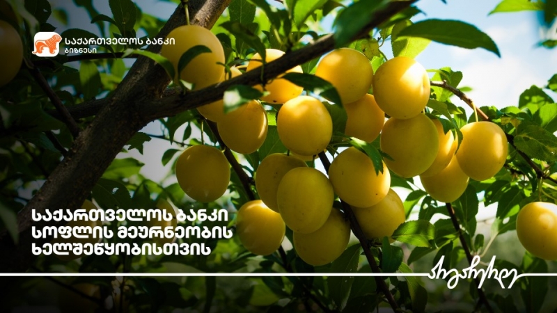 საქართველოს ბანკის მხარდაჭერით სოფელ ღანირში ტყემლის ბაღები გაშენდა