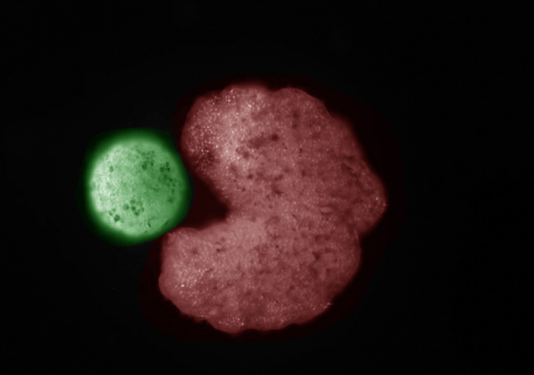 მეცნიერებმა შექმნეს რობოტები, რომლებიც დამოუკიდებლად მრავლდებიან