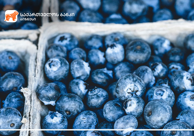 საქართველოს ბანკის მხარდაჭერით ოზურგეთში მოცვის პლანტაცია გაშენდა