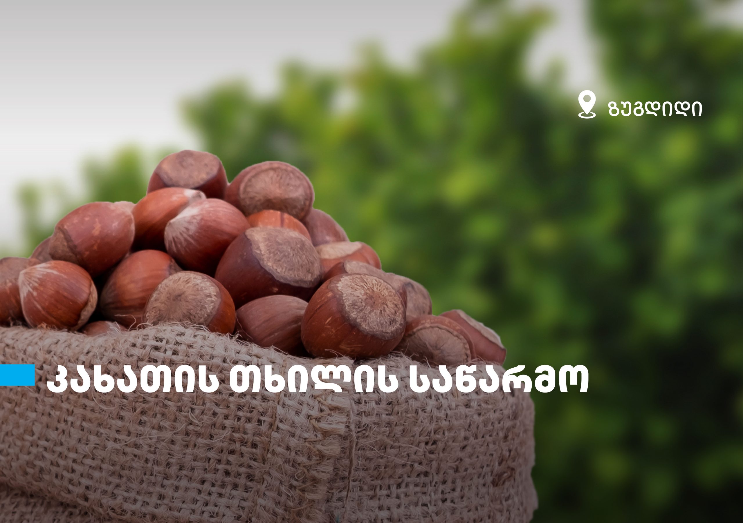 თიბისის მხარდაჭერით, ზუგდიდში თხილის საწარმო – „კახათის თხილი“ გაიხსნა