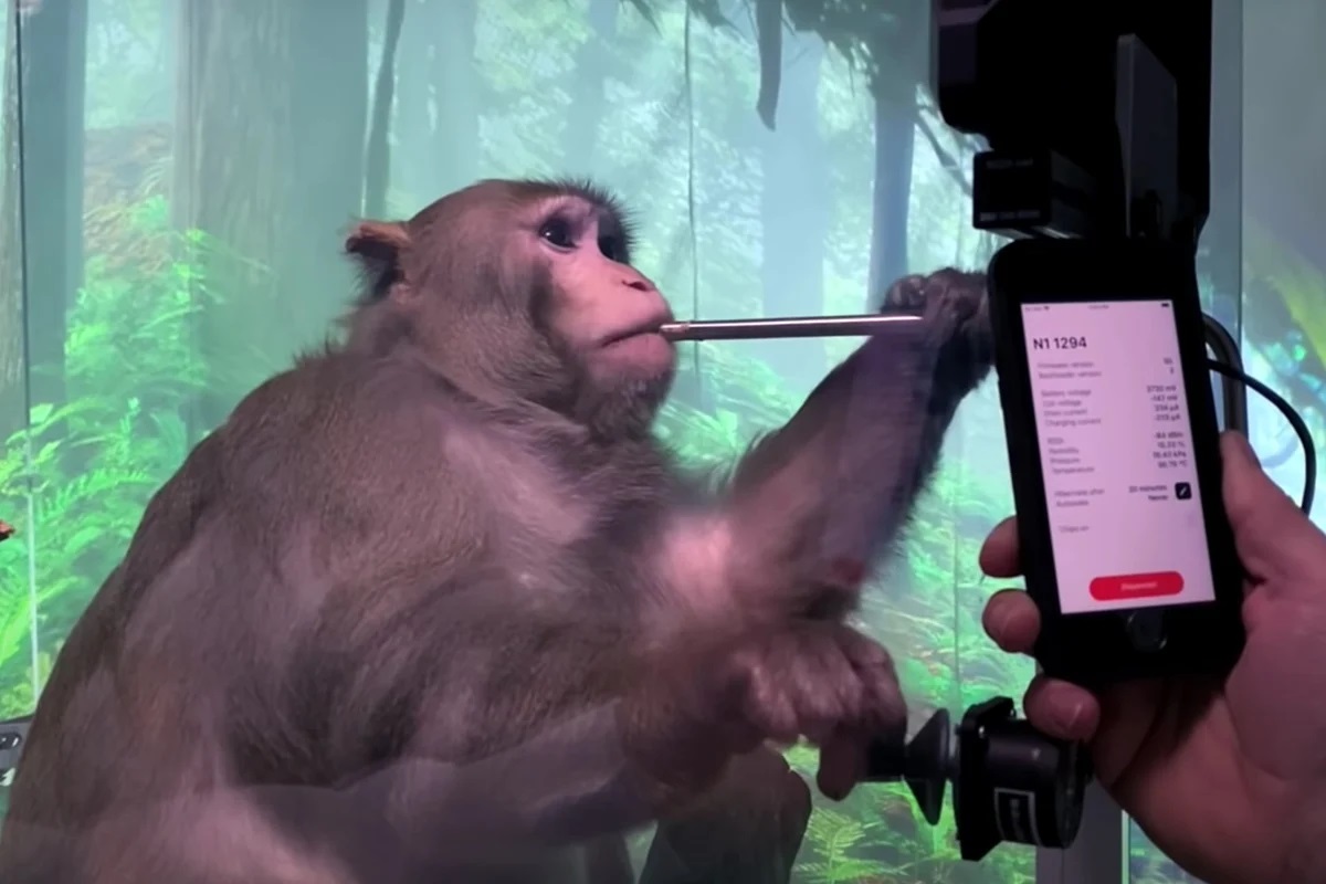 მასკის Neuralink-ზე, ცდებისას ცხოველთა კეთილდღეობის შესაძლო დარღვევის ბრალდებით, ფედერალური გამოძიება მიმდინარეობს