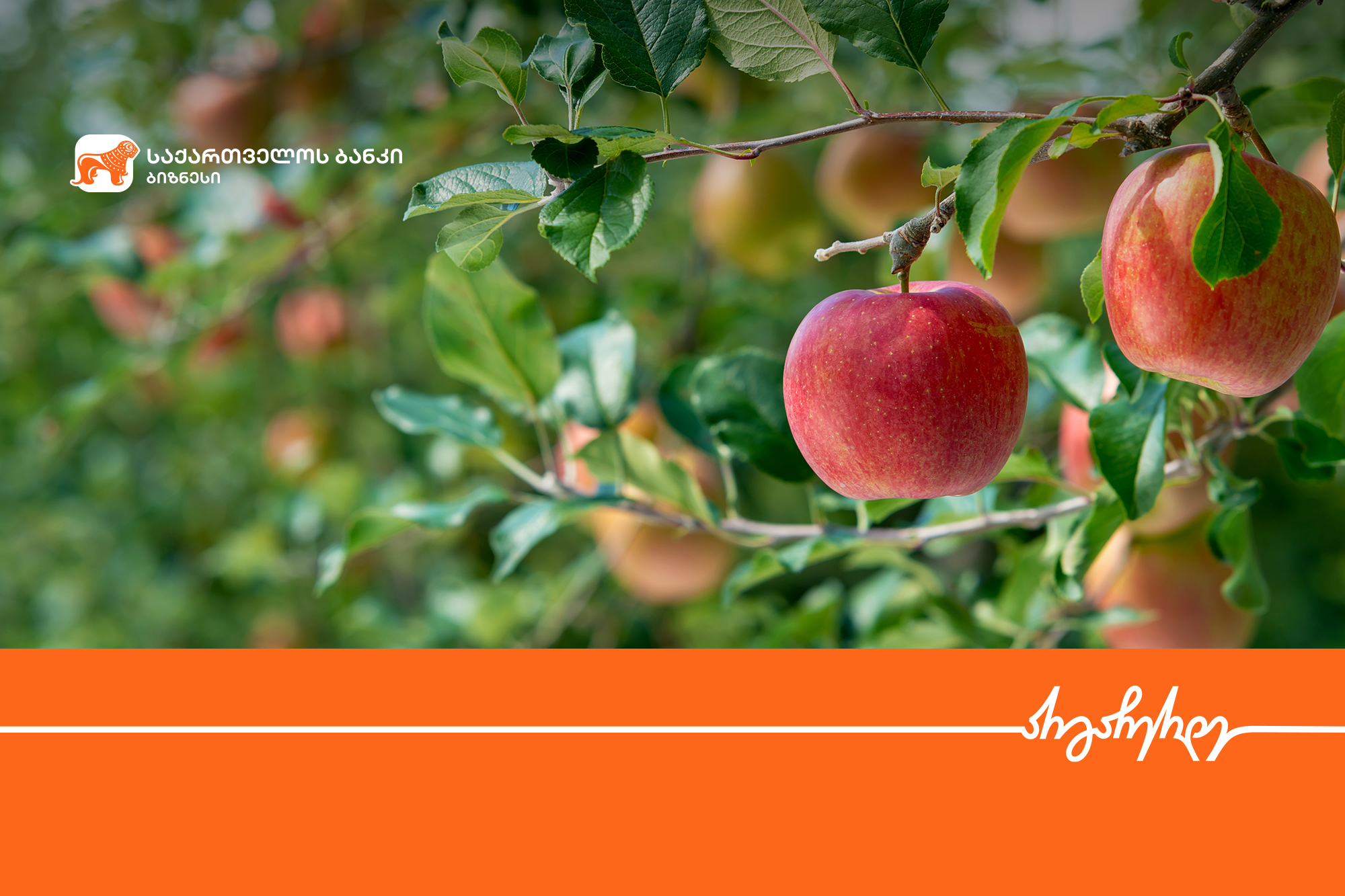 საქართველოს ბანკის მხარდაჭერით, კომპანია პომი სამაცივრე მეურნეობას აშენებს