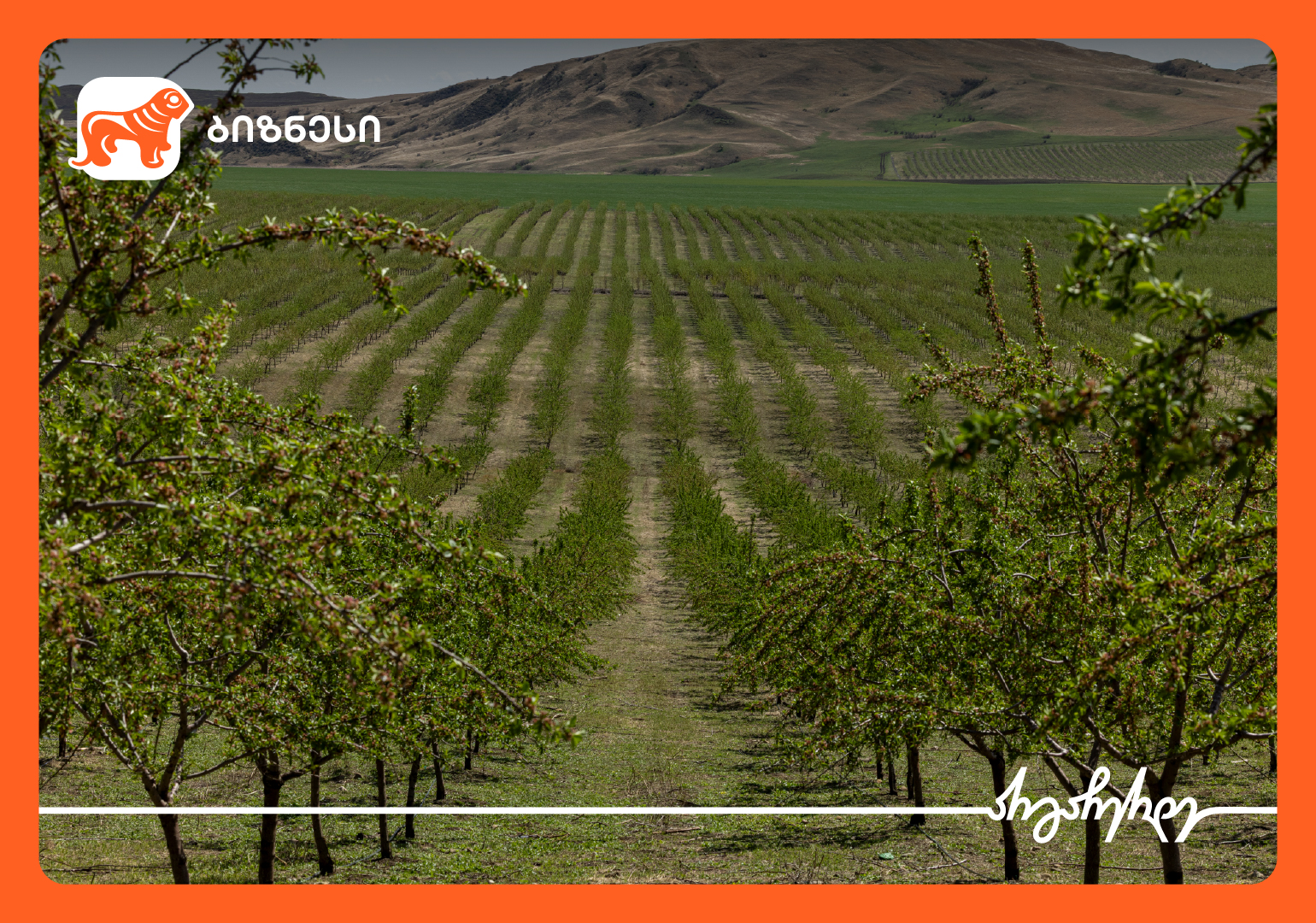 საქართველოს ბანკის მხარდაჭერით, შპს „აგრომაცივარმა“ კახეთში ნუშისა და ხეხილის ბაღები გააშენა