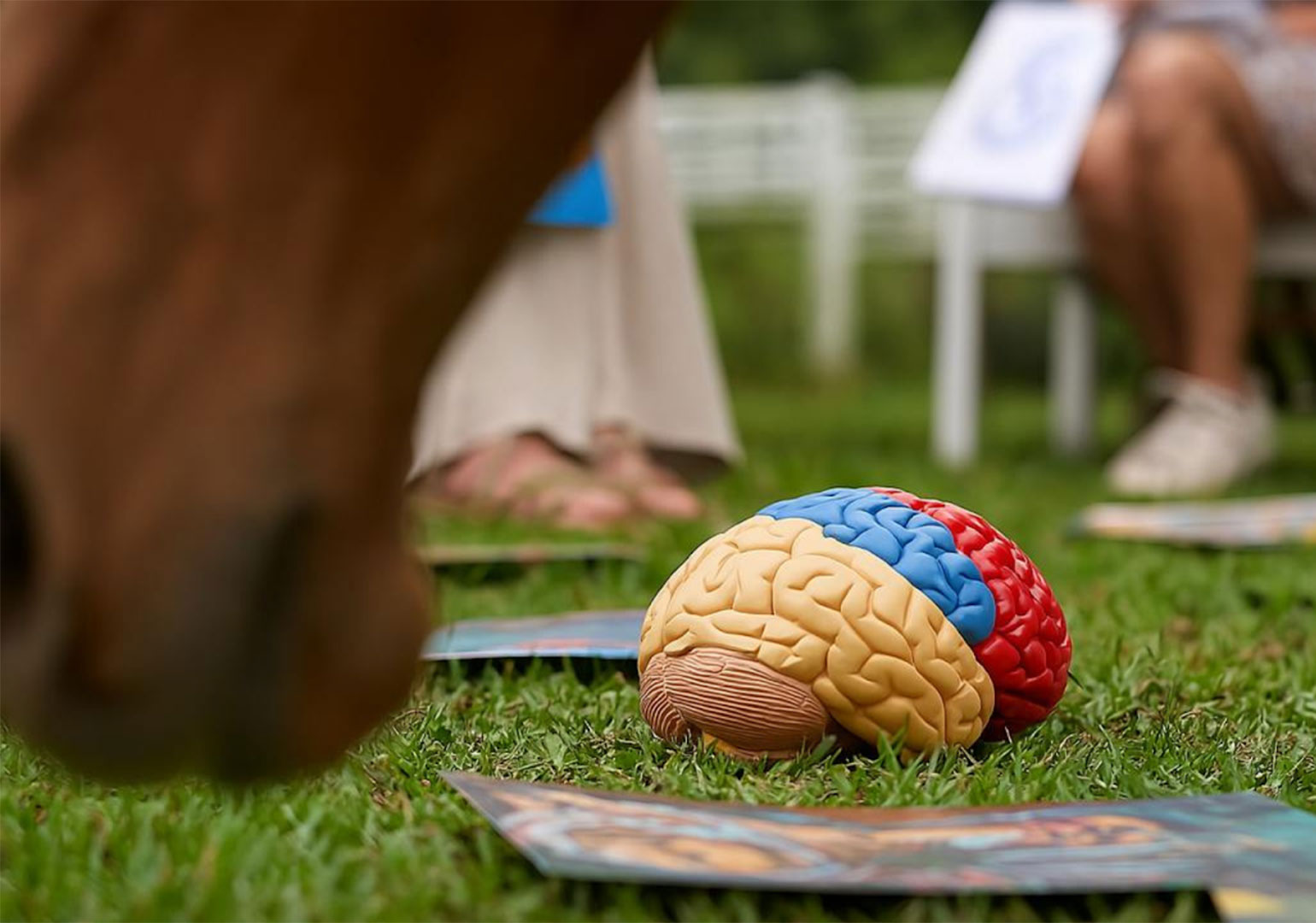 NeuCoach: How Neuroscience, Nature, and Horses Are Changing Executive Development